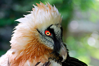 Bearded Vulture, Animal beard, Bird HD wallpaper