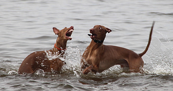 Pharaoh hound HD wallpaper