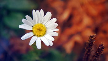 Flower Petals, flowers, petals HD wallpaper