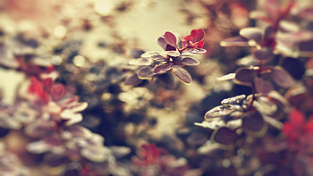 Grass, Leaves, Macro, Glare, Shine, Light HD wallpaper