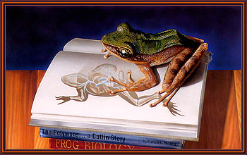 a frog ask shop, other, books, fantasy, 3d HD wallpaper