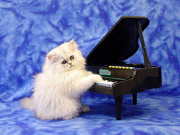 Cover Piano, kitten, love four seasons, piano, animals, cats, cute, adorable, lovely HD wallpaper