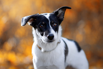 Puppy Portrait: Adorable Animal Charm in Stunning Detail, Animal, puppy HD wallpaper