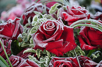 frosty roses, winter, frost, flowers, roses HD wallpaper