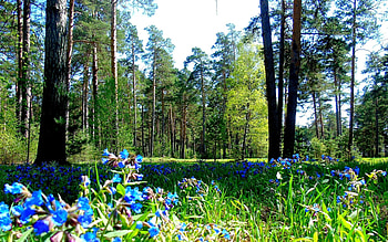 Taiga in Siberia, Russia, taiga, flowers, spring, forest, Siberia, Russia HD wallpaper