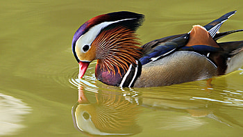 Aix galericulata, Ducks HD wallpaper