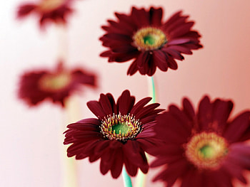 Gerbera, petals, flowers, blooms, macro, close up HD wallpaper