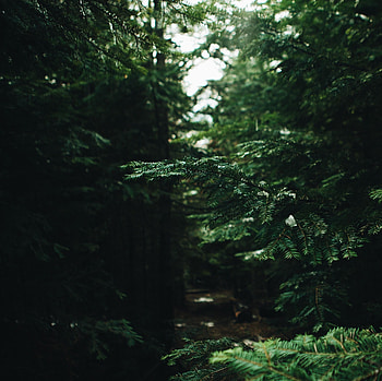 Nature, Pine, Forest, Branches, Needles HD wallpaper
