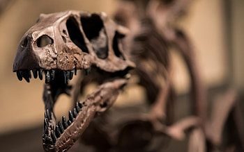 Skeleton, Velociraptor HD wallpaper