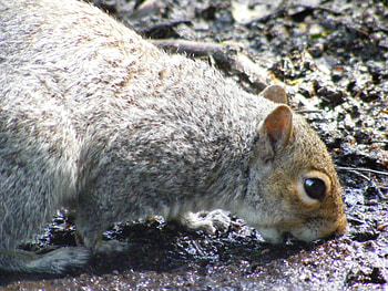 Squirrel eating, nature, animals, squirrel HD wallpaper