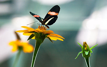 Nature, Flowers, Macro, Insect, Butterfly HD wallpaper