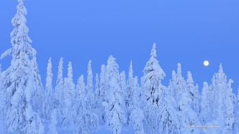 Full Moon over Winter Forest, winter, moon, snow, forests, nature HD wallpaper