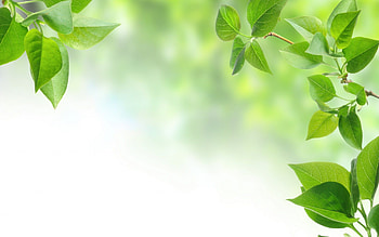 Lilac, Leaves HD wallpaper