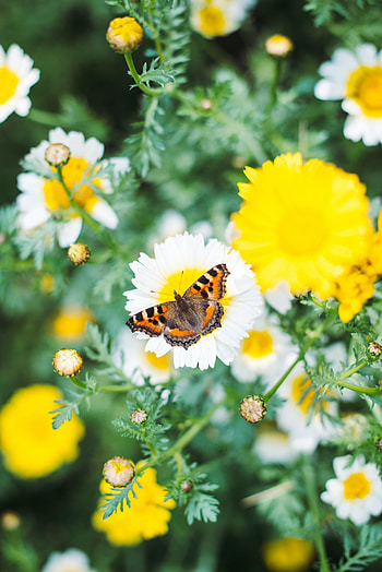 Animals, Flowers, Macro, Pattern, Butterfly, Wings HD phone wallpaper