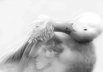 big duck, animal, wings, white, duck, soft, swan HD wallpaper