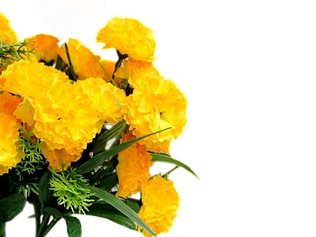 Yellow flowers, white, nature, yellow, flower HD wallpaper