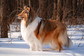 Dog, sweet, animal, dogs, cute, beautiful, puppys, puppy, pretty, animals, lovely HD wallpaper