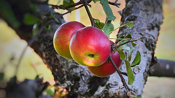 Idared, Apple Trees HD wallpaper