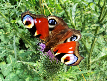 Animals, Butterflies HD wallpaper