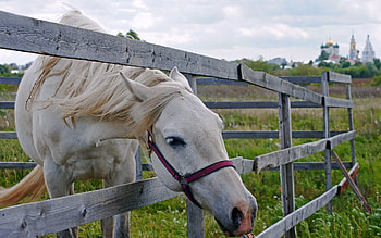 Animals, Grass, Fence, Horse, Corral HD wallpaper