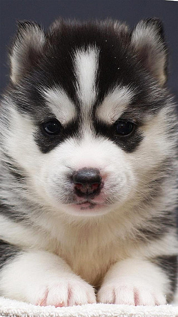 Husky puppy , Best HTC one, , Cute puppies HD phone wallpaper