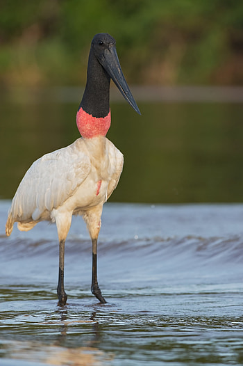 Jabiru, Birdwatcher's delight, Elegant flyer, Wetland inhabitant HD phone wallpaper