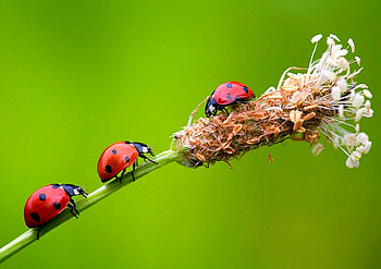 Lady bugs, beautiful HD wallpaper