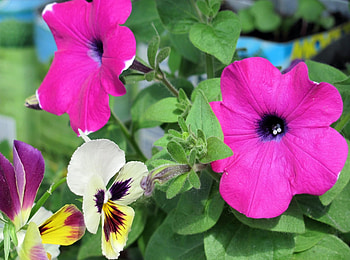 Flowers, Pansies, Close-Up, Petunia HD wallpaper