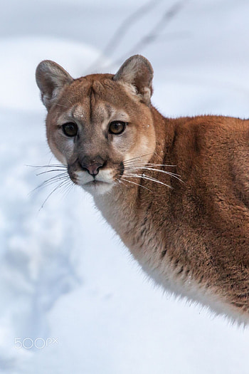 Cougar, Nature's athlete, Untamed spirit, Wildlife enthusiast HD phone wallpaper