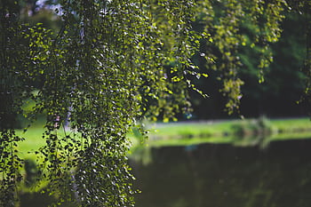 Lush green hanging foliage by a tranquil pond on a summer day. HD wallpaper