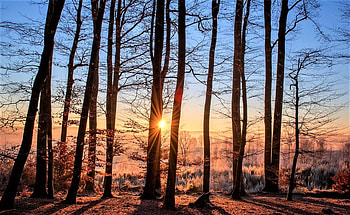 morning frost, trees, sky, frost, sun HD wallpaper