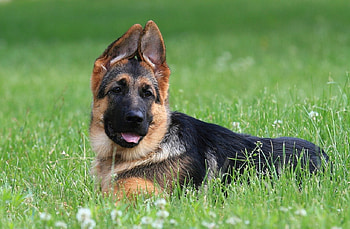 Pricked ears, dog, color, expression, , new HD wallpaper