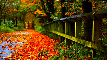 Autumn colour, leaf, nature, Autumn, red HD wallpaper
