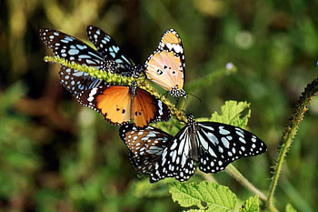 butterflies, grass, nature, nice HD wallpaper