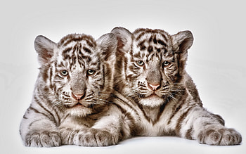 Siblings, Tiger Cub HD wallpaper