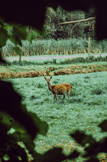 Animals, Nature, Grass, Animal, Wild, Doe, Fallow Deer HD phone wallpaper