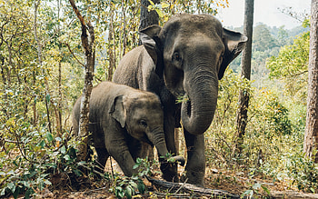 Elephant and Calf, animal, calf, nature, elephant HD wallpaper