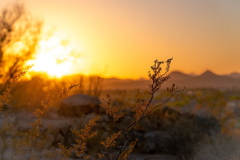 Serene sunset over the Arizona desert, capturing delicate plants and distant mountains. HD wallpaper