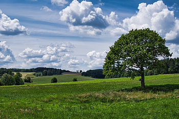 Nature, Grass, Sky, Clouds, Wood, Tree, Field HD wallpaper