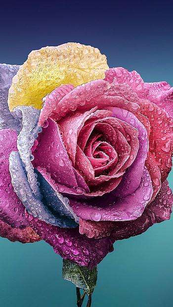 Beautiful Rose, Colorful Rose HD phone wallpaper