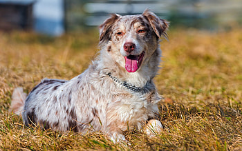 Animals, Grass, Dog, Relaxation, Rest, Australian Shepherd, Language, Tongue HD wallpaper