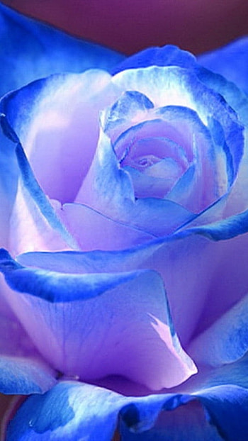 Blue Rose, Pink Blue, Rose HD phone wallpaper