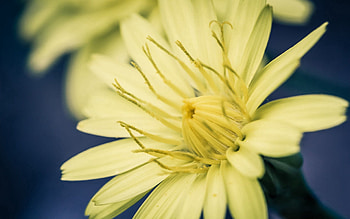 Background, Flower, Macro, Color, Stamens HD wallpaper