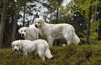 Akbash Dog, Hndin jonte, Golden retriever HD wallpaper