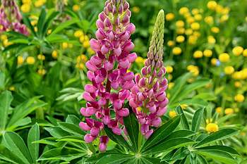 ROSE LUPIN, rose, leaves, petals, flower, fields, nature HD wallpaper