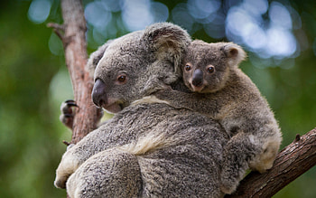 Koalas, mother, baby, Australia HD wallpaper