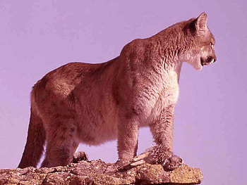 Mountain-Lion, cool, lion, , mountain HD wallpaper