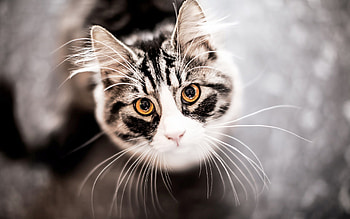 Animals, Cat, Muzzle, Sight, Opinion, Mustache, Moustache HD wallpaper