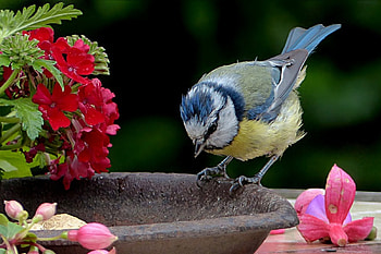 bird, still life, birds, graphy, nature, beauty HD wallpaper