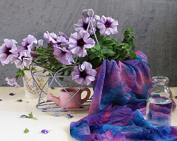 Still Life, beautiful, spring, bottle, tender, purple, petals, water can, flowers, cloth, petunia HD wallpaper